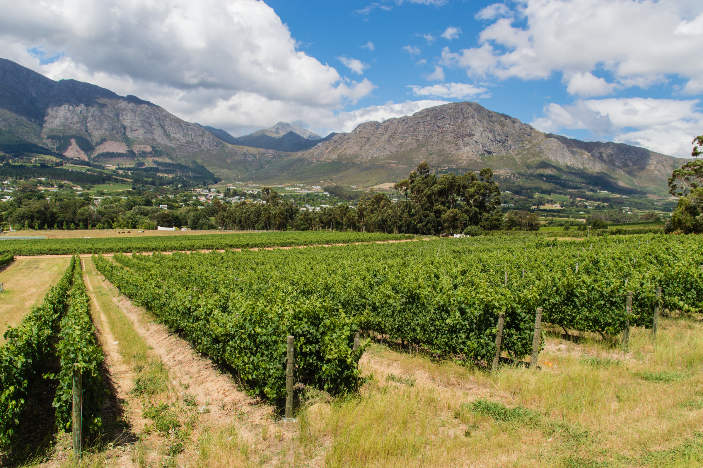 franschhoek (2).webp